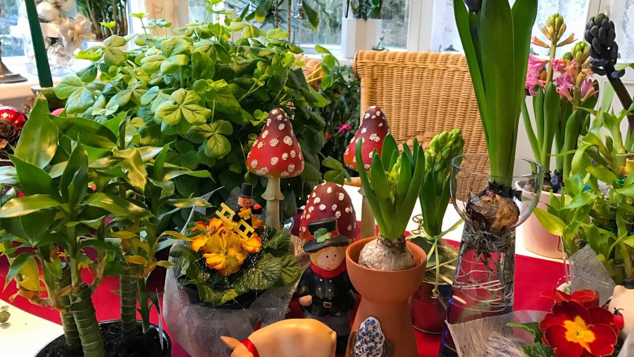 Besonders lange halten die Frühlingsblüher wie die Hyazinthen, Narzissen, Krokusse, Primeln oder der Glücksklee, wenn man sie in einem möglichst kühlen Raum aufstellt. 
