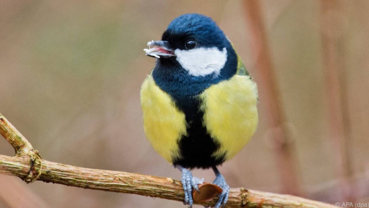 Kohlmeisen sind Vögel, die im Winter gerne an heimischen Futterstellen anzutreffen sind.  