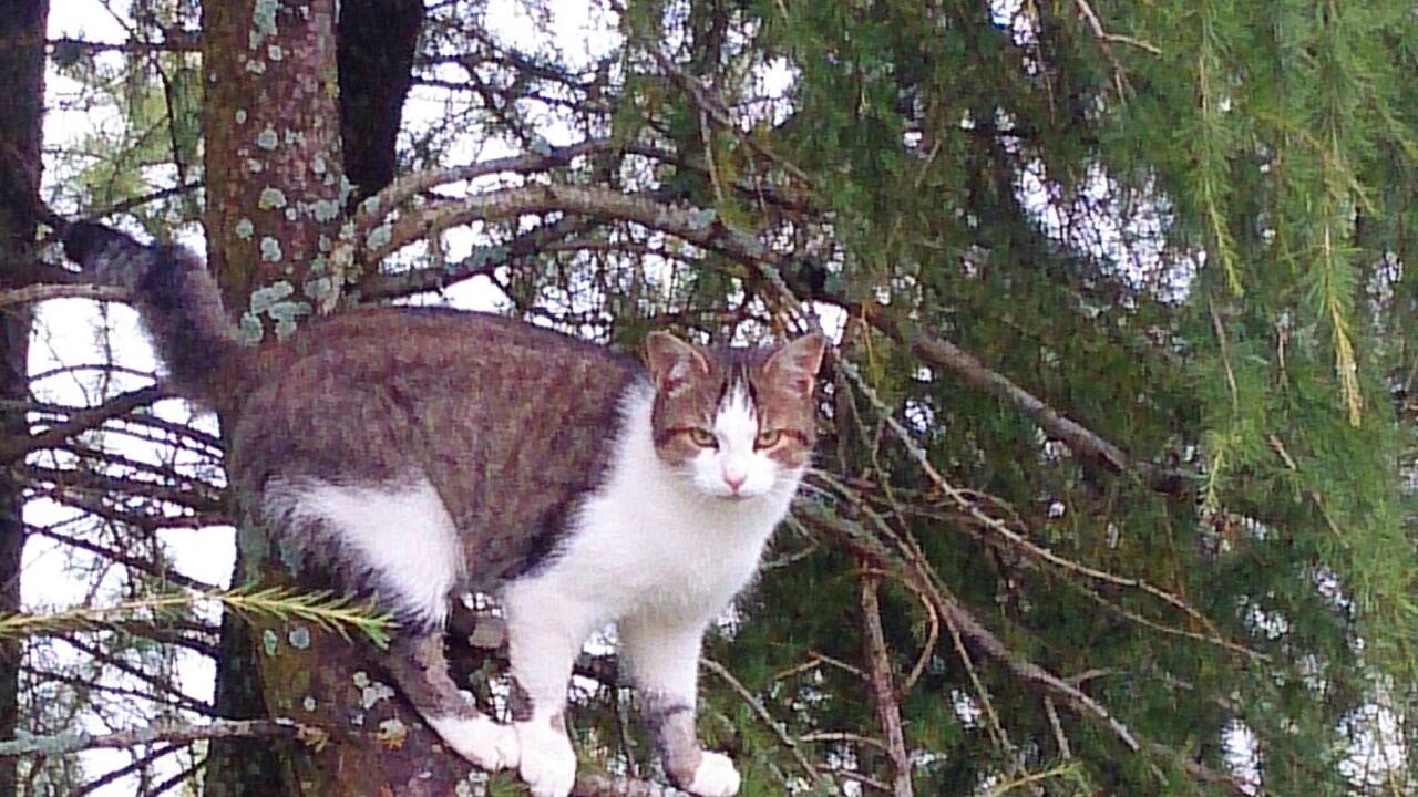 „Kriegst mich eh nicht!“ Katzen spüren genau, wenn man sie einfangen will.  