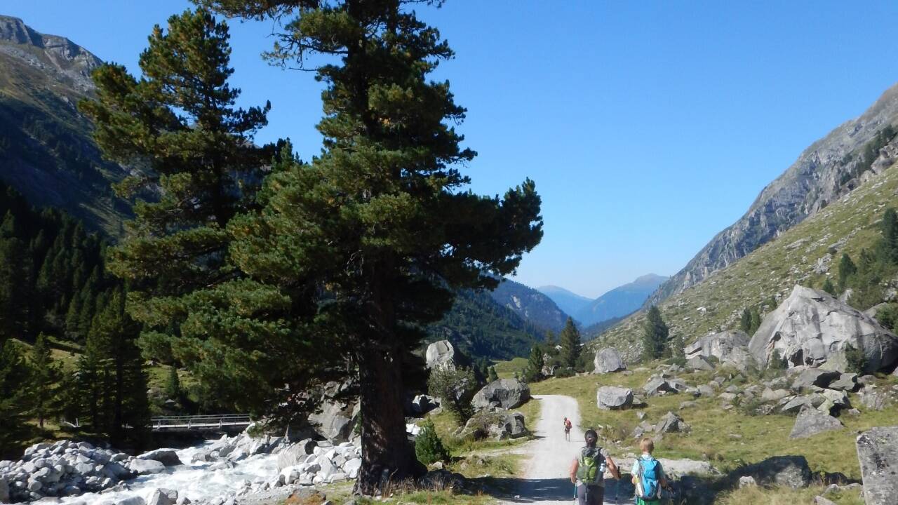 In den Tauern wie hier im Obersulzbachtal in Neukirchen befinden sich Österreichs letzte große Zirbenbestände. In den Tauern wie hier im Obersulzbachtal in Neukirchen befinden sich Österreichs letzte große Zirbenbestände.
