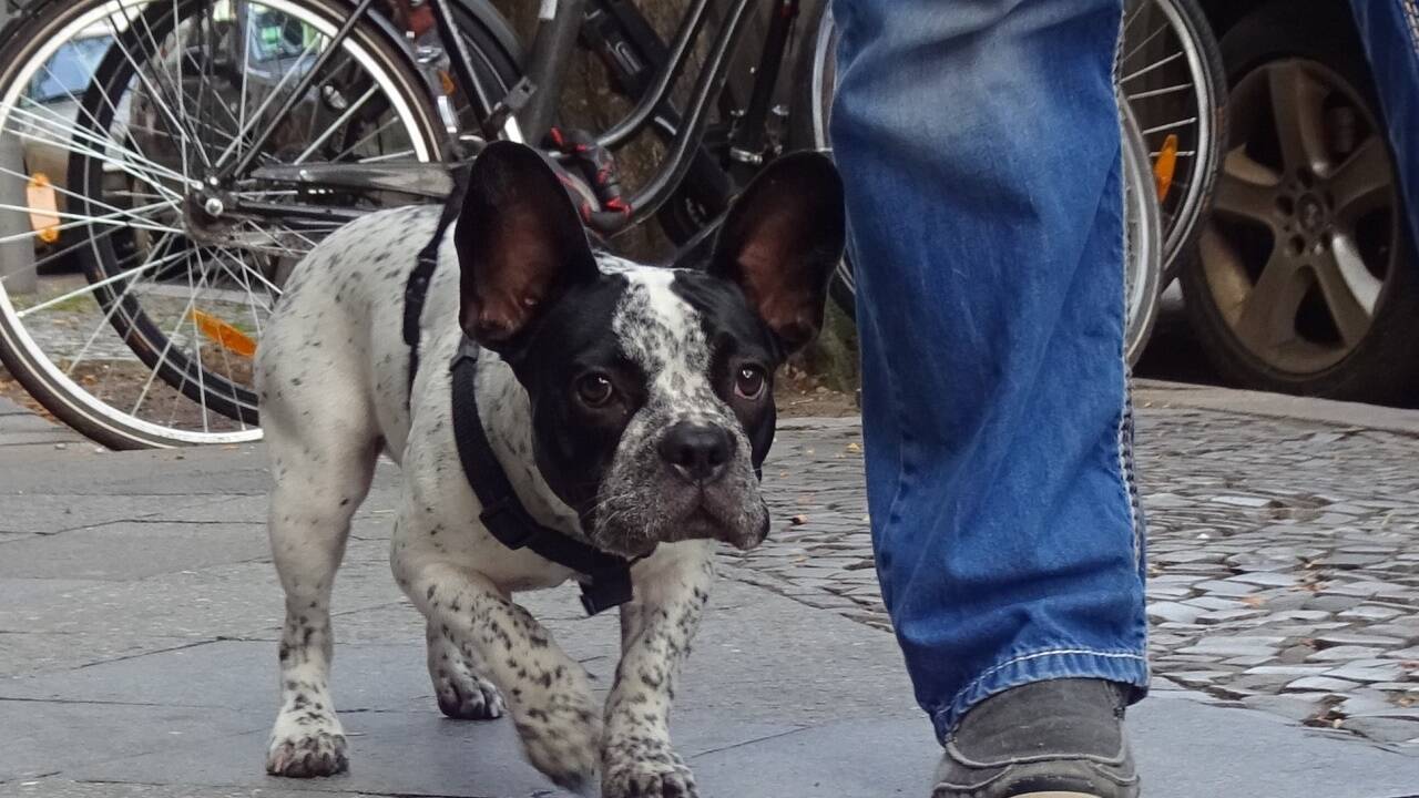 Auf dem Weg zum Tierarzt: Impfungen müssen in unterschiedlichen Abständen wiederholt werden.  