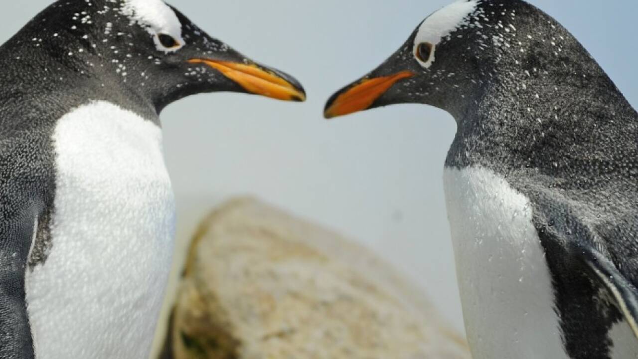 Zwei Eselspinguine 