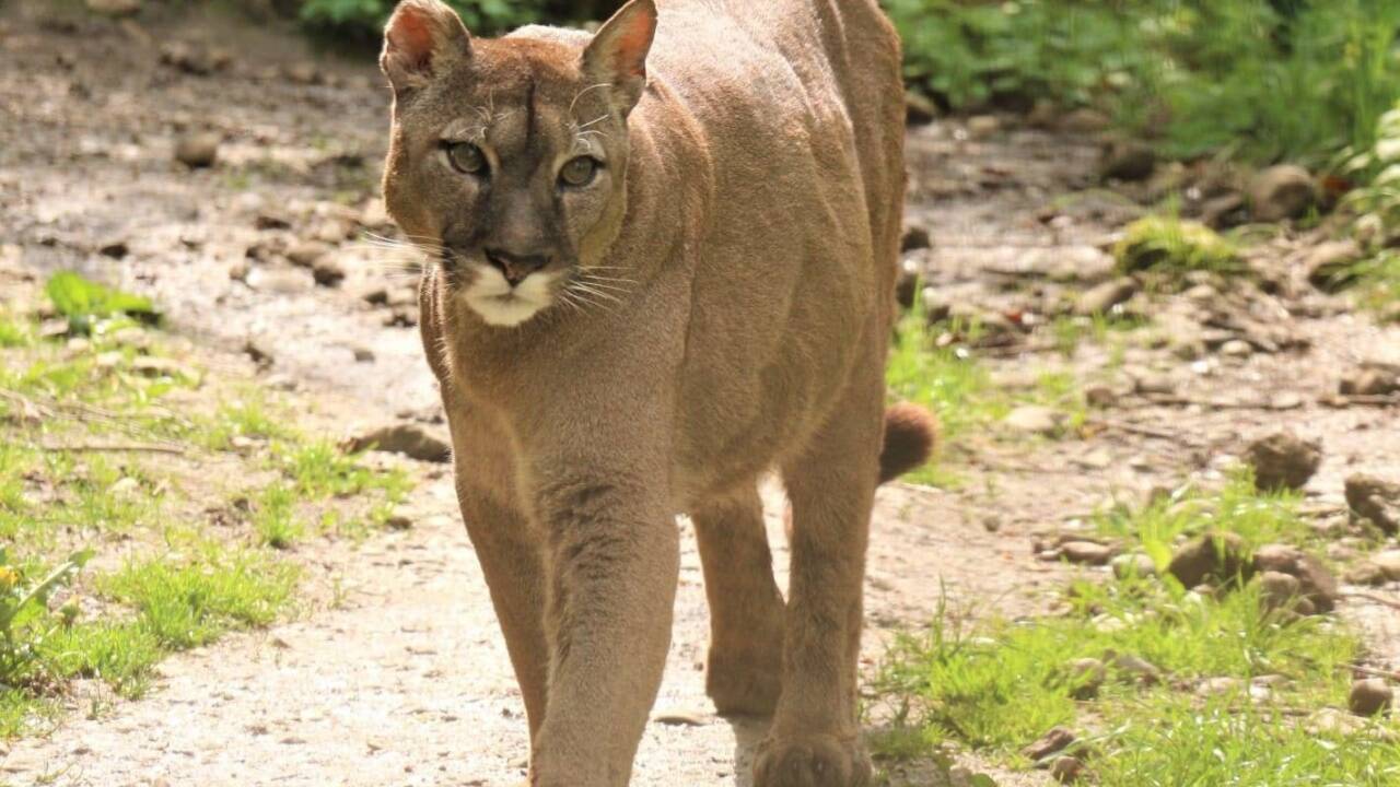 Puma Yagul musste nun eingeschläfert werden. 