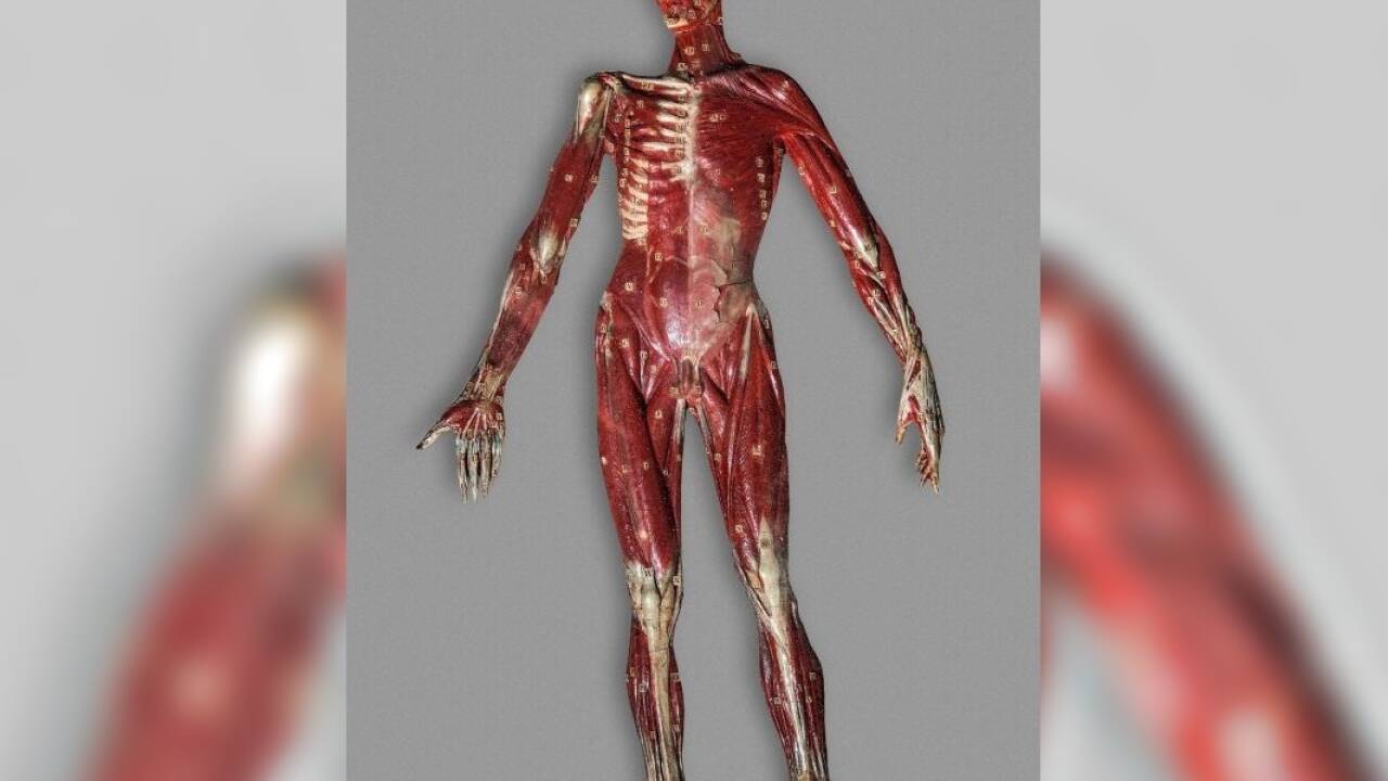 Halbplastisches Wachsmodell: Den frühen Medizinunterricht bezeugen Wachsmodelle der medizinisch-chirurgischen Lehranstalt. Seit 1632 wurde in Salzburg Medizin gelehrt. Ab 1845 gab es ein „Anatomiestöckl“ mit Hörsaal, Seziersaal und Medizin-Museum.  