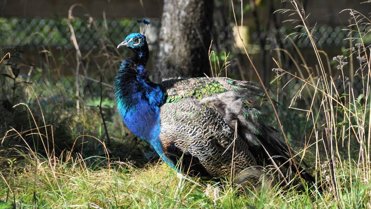 Im Herbst/Winter ist der Pfau wegen der Mauser federlos. Im Frühling präsentiert er wieder sein Prachtgefieder.  