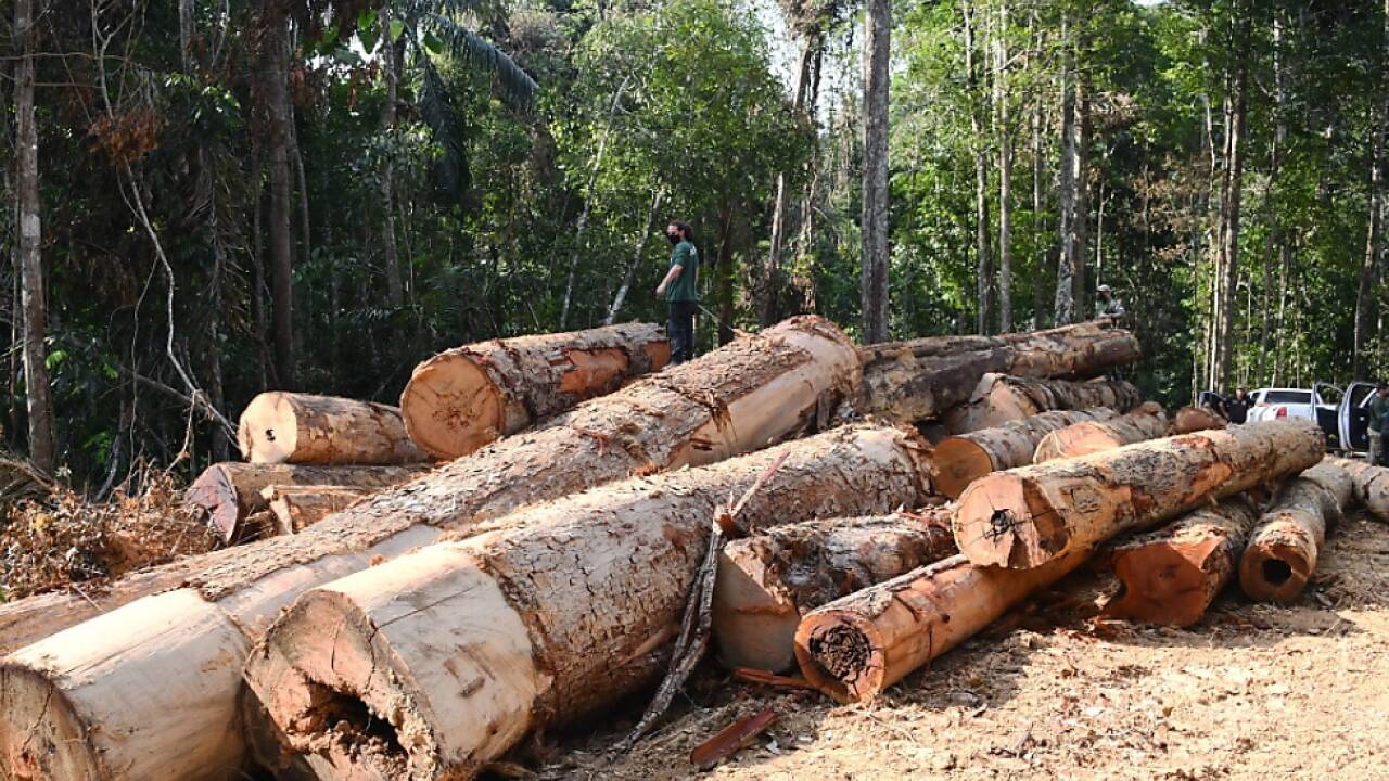 Im Vergleich zum Vorjahreszeitraum hat sich die Abholzung verfünffacht Im Vergleich zum Vorjahreszeitraum hat sich die Abholzung verfünffacht