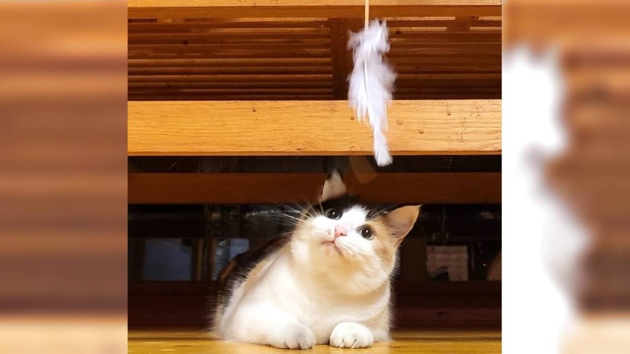 Spielzeug selbstgemacht: Federn haben auf Katzen meist eine magische Anziehungskraft. Spielzeug selbstgemacht: Federn haben auf Katzen meist eine magische Anziehungskraft.