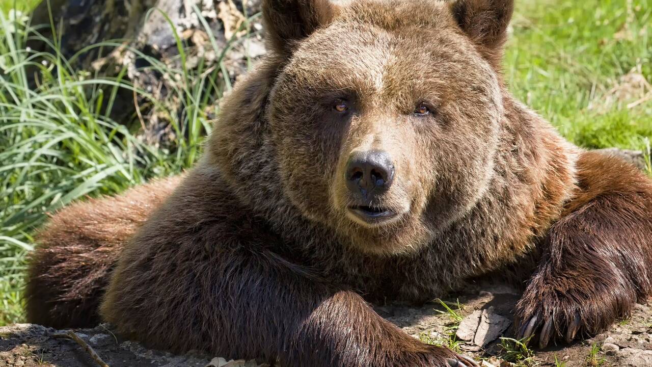 Blanca war eine Salzburger Institution. Sie wird von ihren Tierpflegern als aufmerksame, umgängliche, aber auch eigensinnige Zeitgenossin beschrieben.  