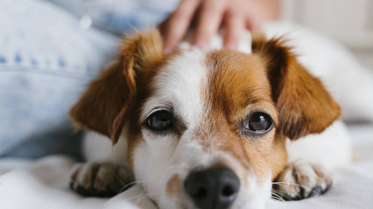 Gefragte Welpen. Gefragte Welpen.