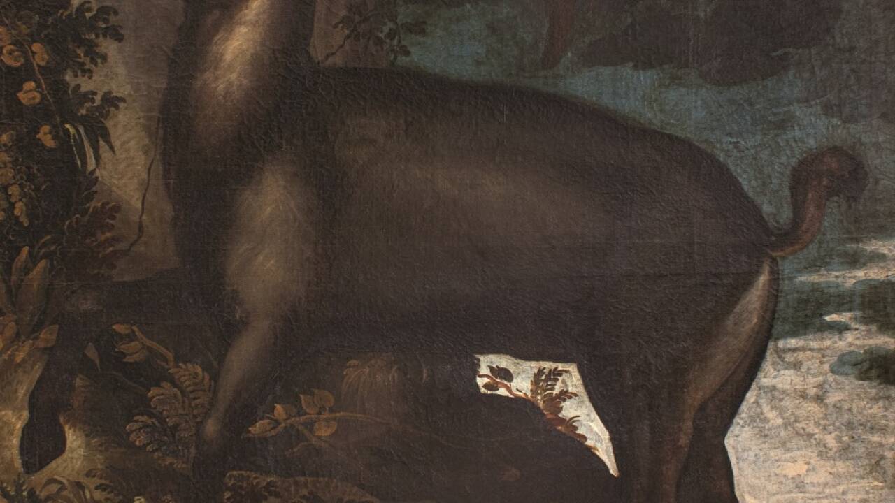 Ölgemälde eines Steinbocks, der 1617 im Zillertal eingefangen und nach Hellbrunn gebracht wurde.  