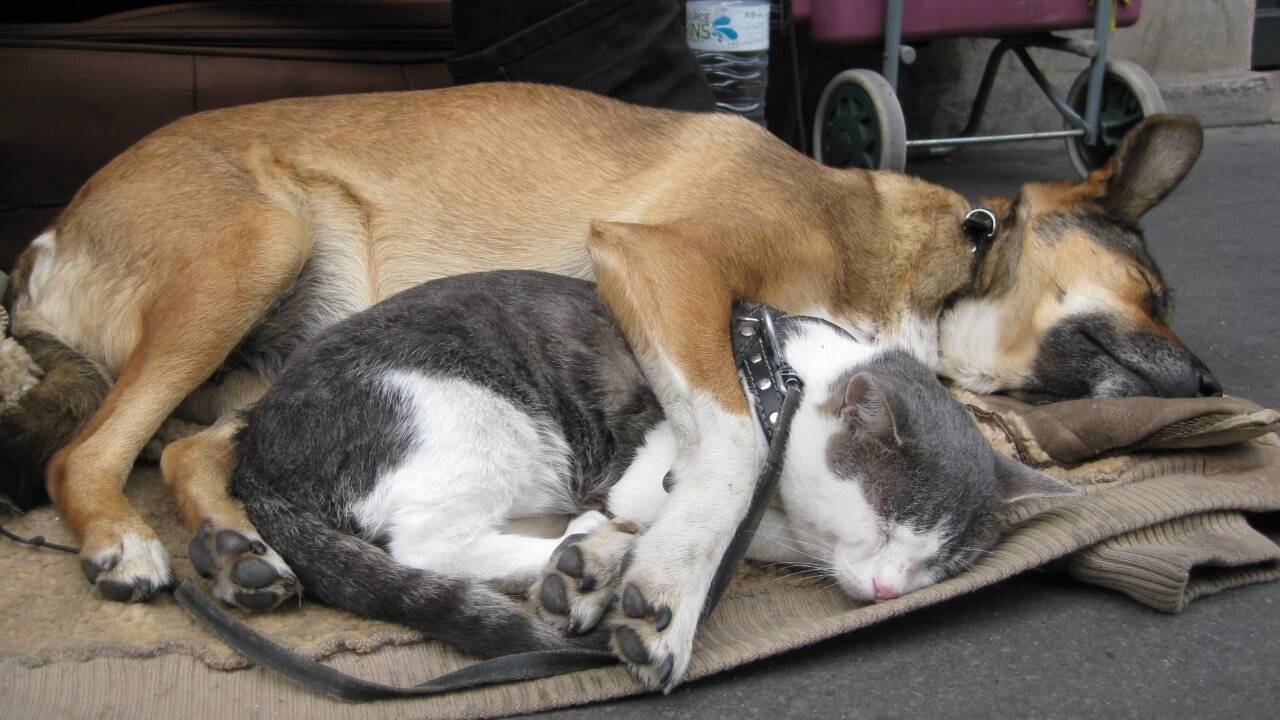 Wie eine Umarmung: Kontaktliegen ist selten und die höchste Stufe gegenseitigen Vertrauens. Wie eine Umarmung: Kontaktliegen ist selten und die höchste Stufe gegenseitigen Vertrauens.