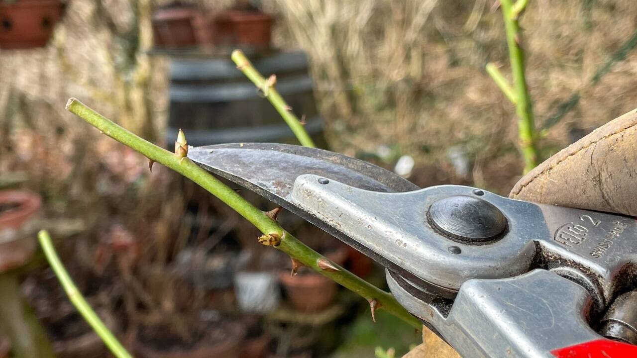 Rosen werden jetzt geschnitten – immer auf ein Außenauge.  
