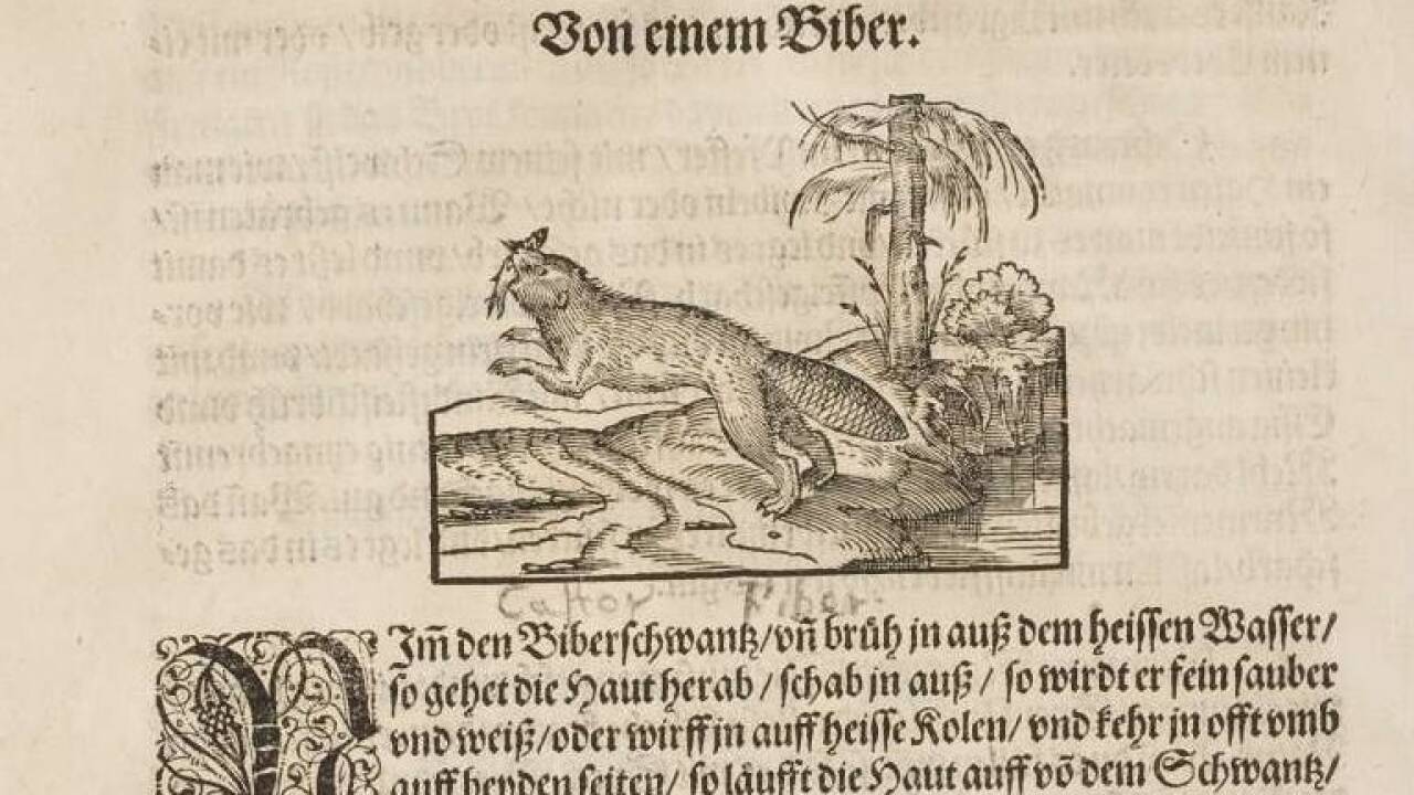 In alten Kochbüchern findet man Rezepte für Biber als Fastenspeise 