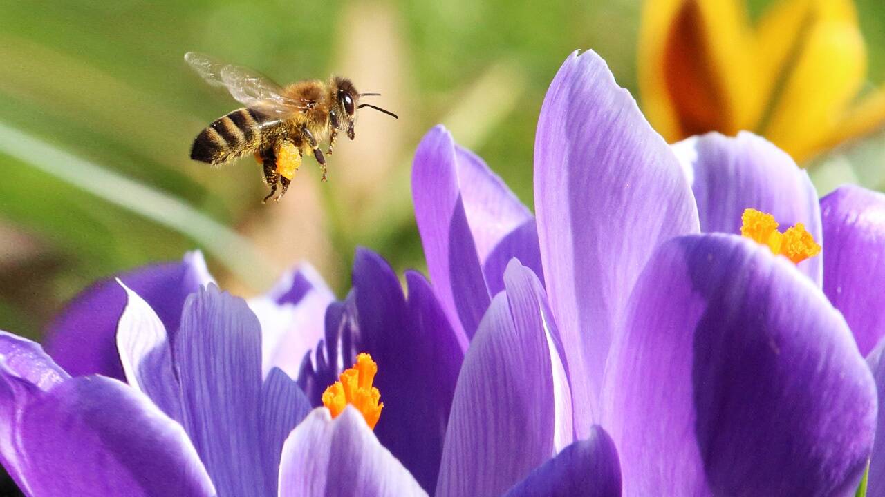 Mit den richtigen Pflanzen den Bienen Gutes tun. 