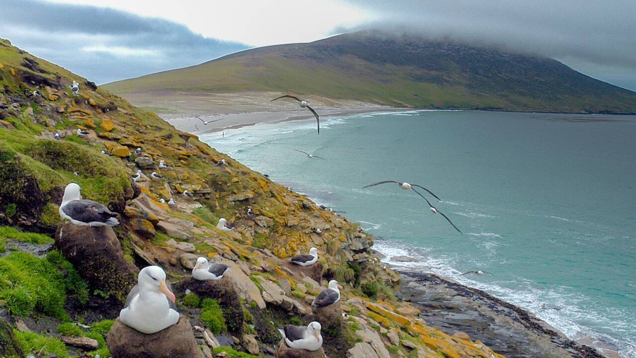 Die Strände der Insel gehören den Tieren, etwa den Schwarzbrauenalbatrossen und ihrer Nestkolonie auf Saunders Island. 