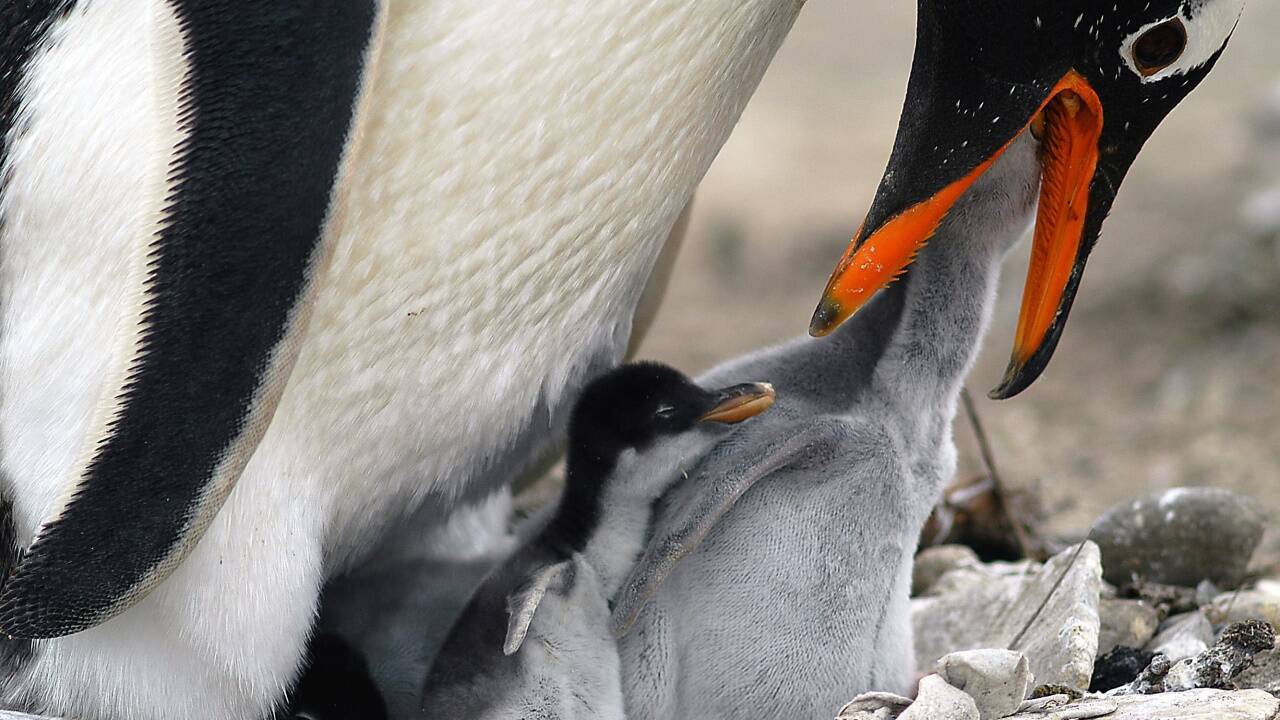 Ein Eselspinguin füttert seine Jungen. 