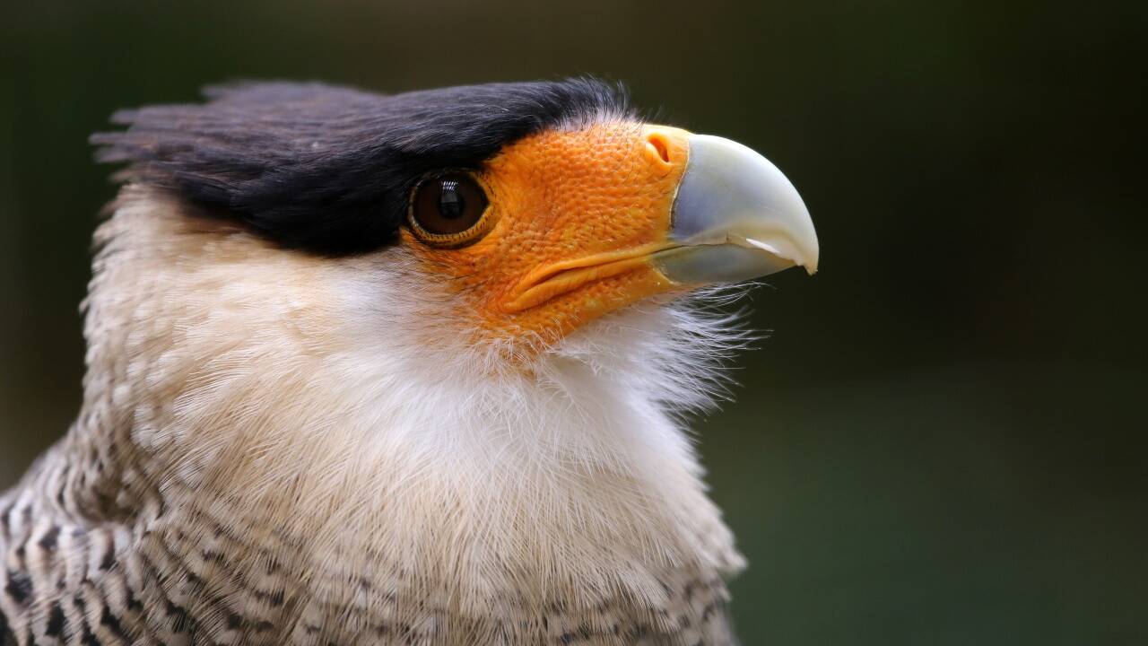 Der Karakara-Falke ist am Farbklecks im Gesicht zu erkennen. 
