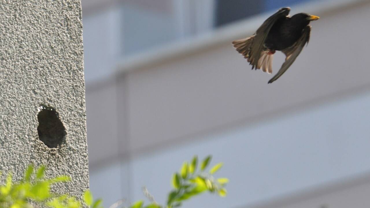 Bauherr war der Specht, eingezogen ist der Star, der sich gerade auf den Weg macht, Nistmaterial zu sammeln. Bauherr war der Specht, eingezogen ist der Star, der sich gerade auf den Weg macht, Nistmaterial zu sammeln.