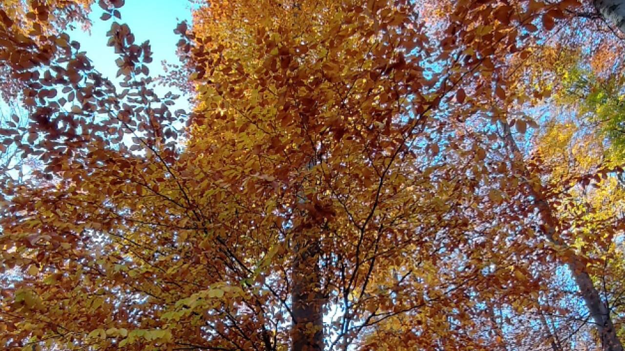 Der Lainzer Tiergarten (Wien) im Herbst 2021 