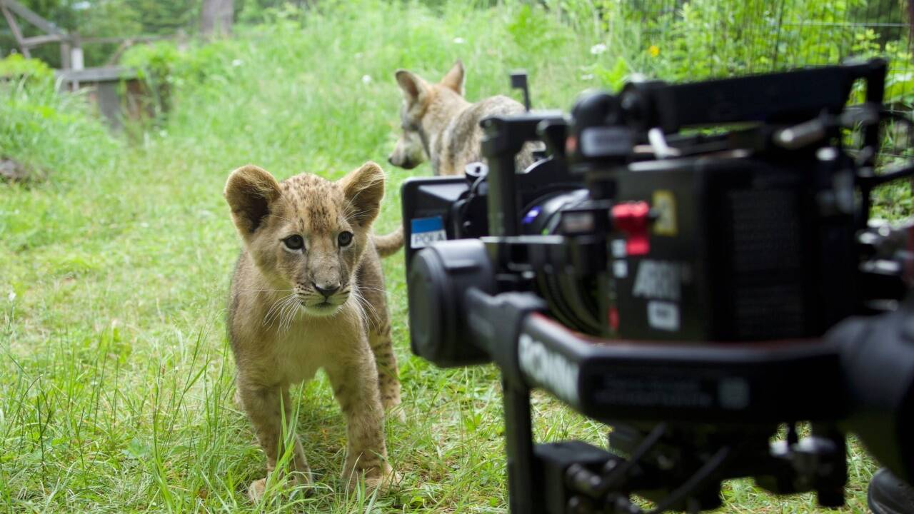 Im Kino: „Der Wolf und der Löwe“. 