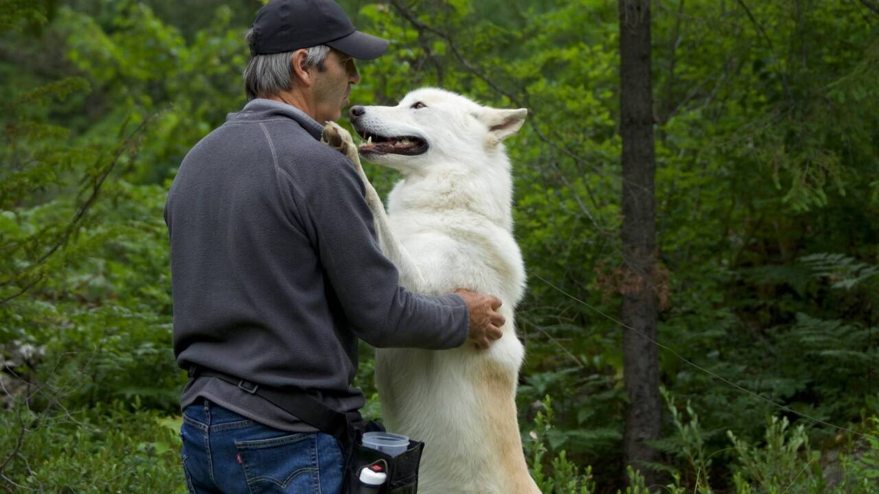 Im Kino: „Der Wolf und der Löwe“. 