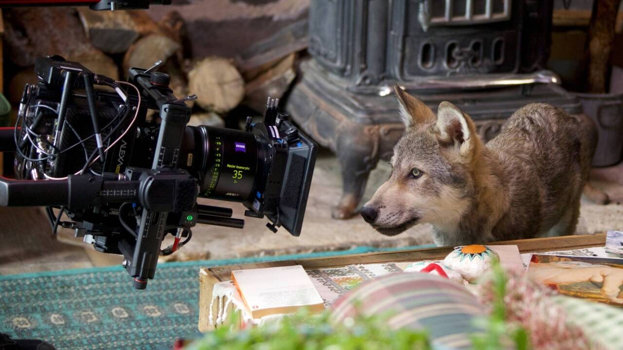 Im Kino: „Der Wolf und der Löwe“. 