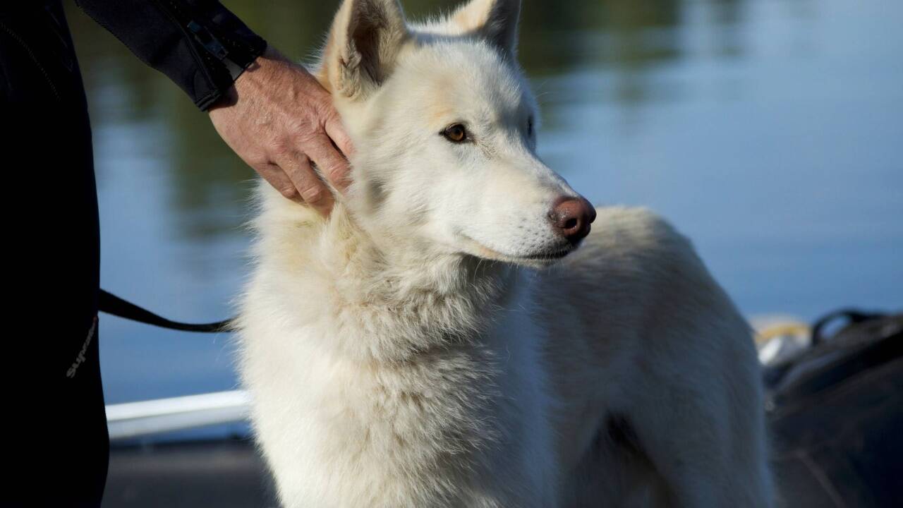 Im Kino: „Der Wolf und der Löwe“. 