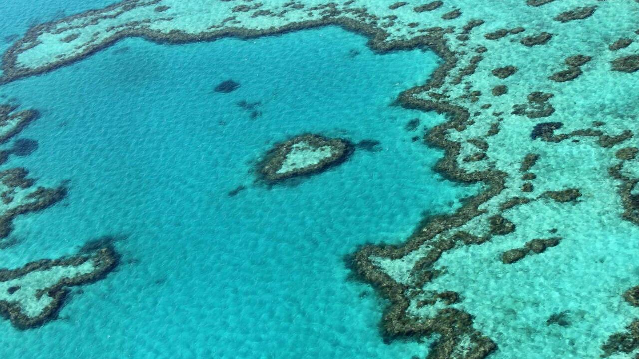 Das Great Barrier Reef. Das Great Barrier Reef.