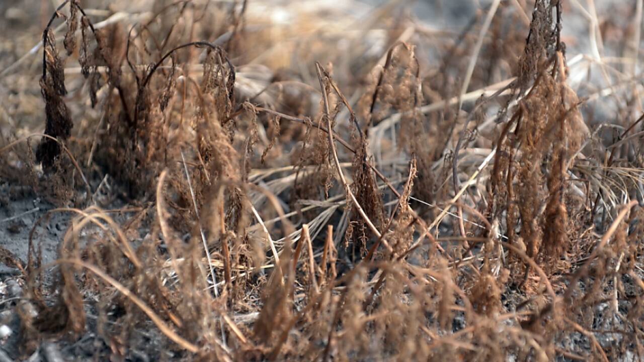 Für die Landwirtschaft wird Trockenheit zunehmend zur Belastung 