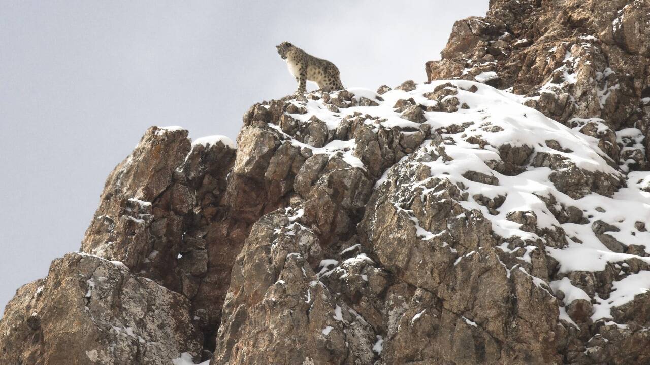 Bilder zum Film „Der Schneeleopard“. 