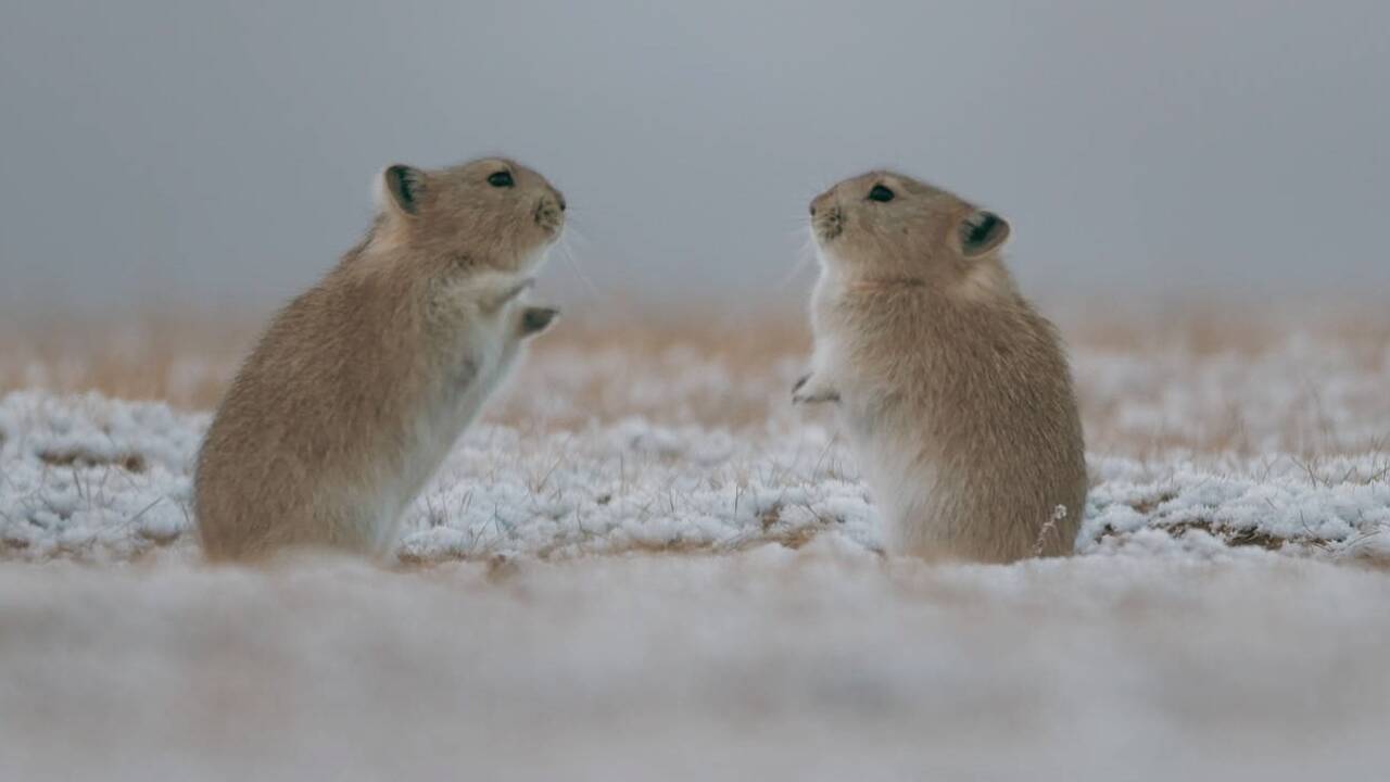 Bilder zum Film „Der Schneeleopard“. 