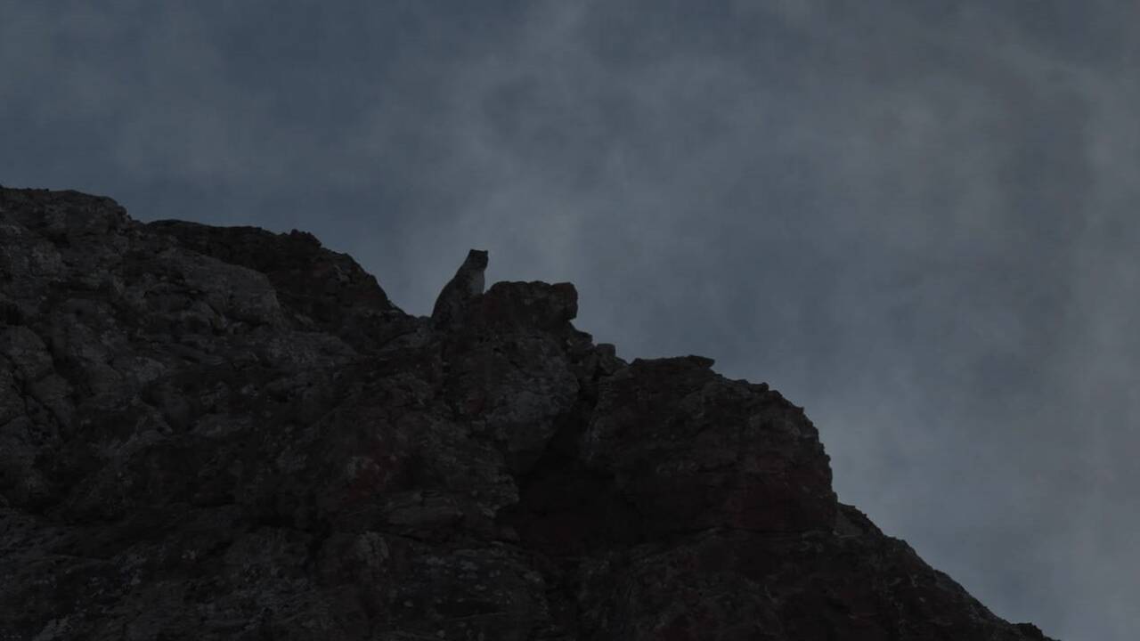 Bilder zum Film „Der Schneeleopard“. 