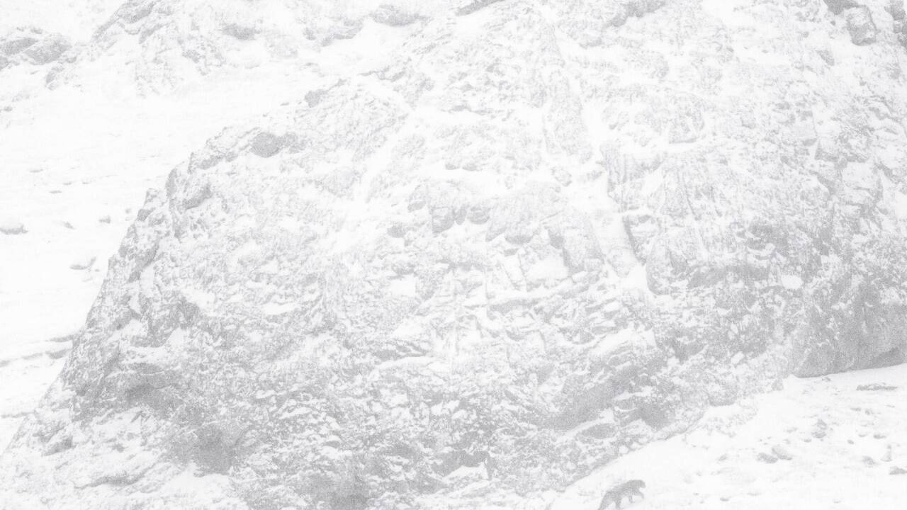 Bilder zum Film „Der Schneeleopard“. 
