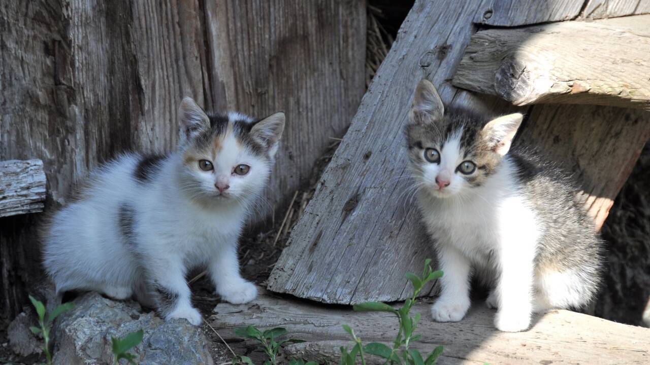 Katzen vertragen sich am besten, wenn sie Geschwister sind und von klein auf zusammenbleiben. Katzen vertragen sich am besten, wenn sie Geschwister sind und von klein auf zusammenbleiben.