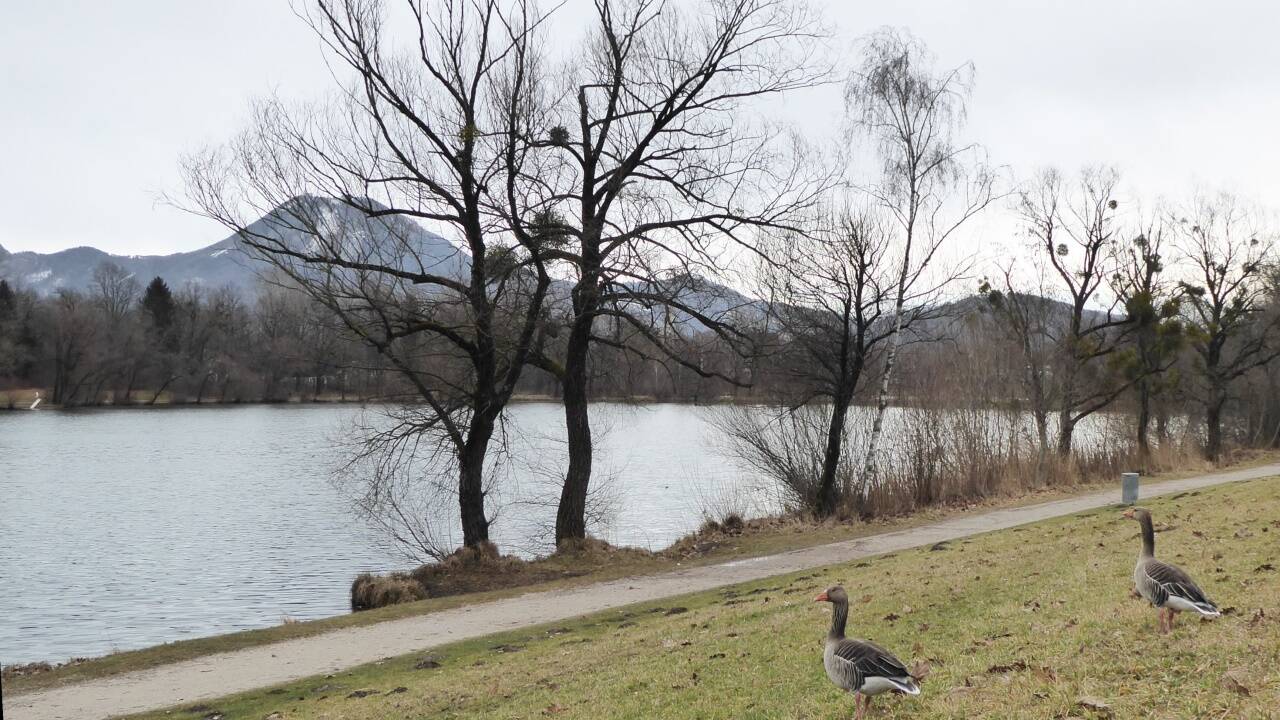 Auch die Graugänse sind von den Lieferinger Salzachseen begeistert.   Auch die Graugänse sind von den Lieferinger Salzachseen begeistert.