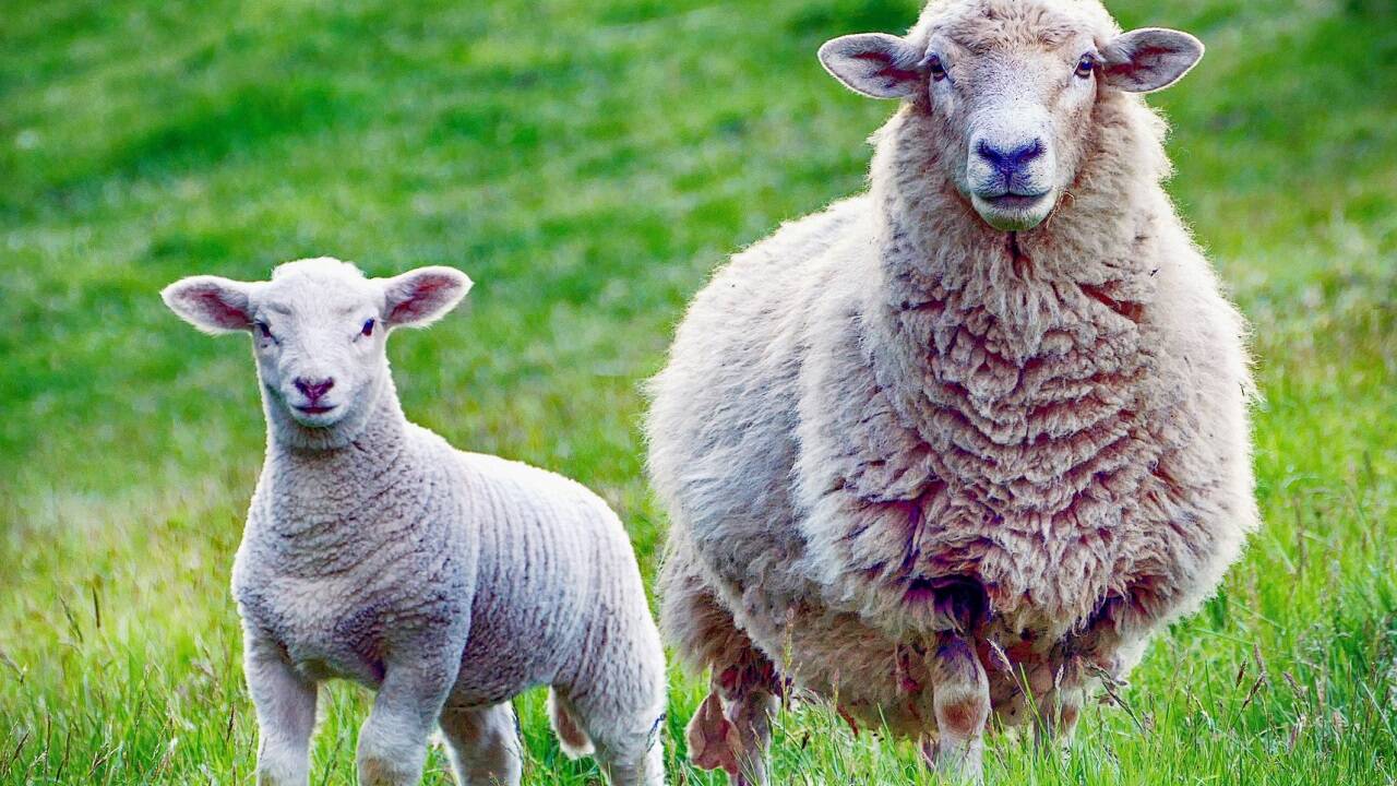 Schafwolle besitzt sehr gute Wärmedämmungsfähigkeiten und bietet exzellenten Schall- und Hitzeschutz. 