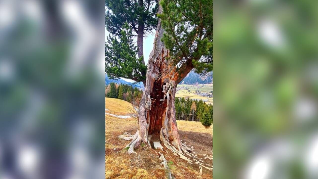 Die Zirbe beim Oberfeichtinger in St. Michael. Die Zirbe beim Oberfeichtinger in St. Michael.
