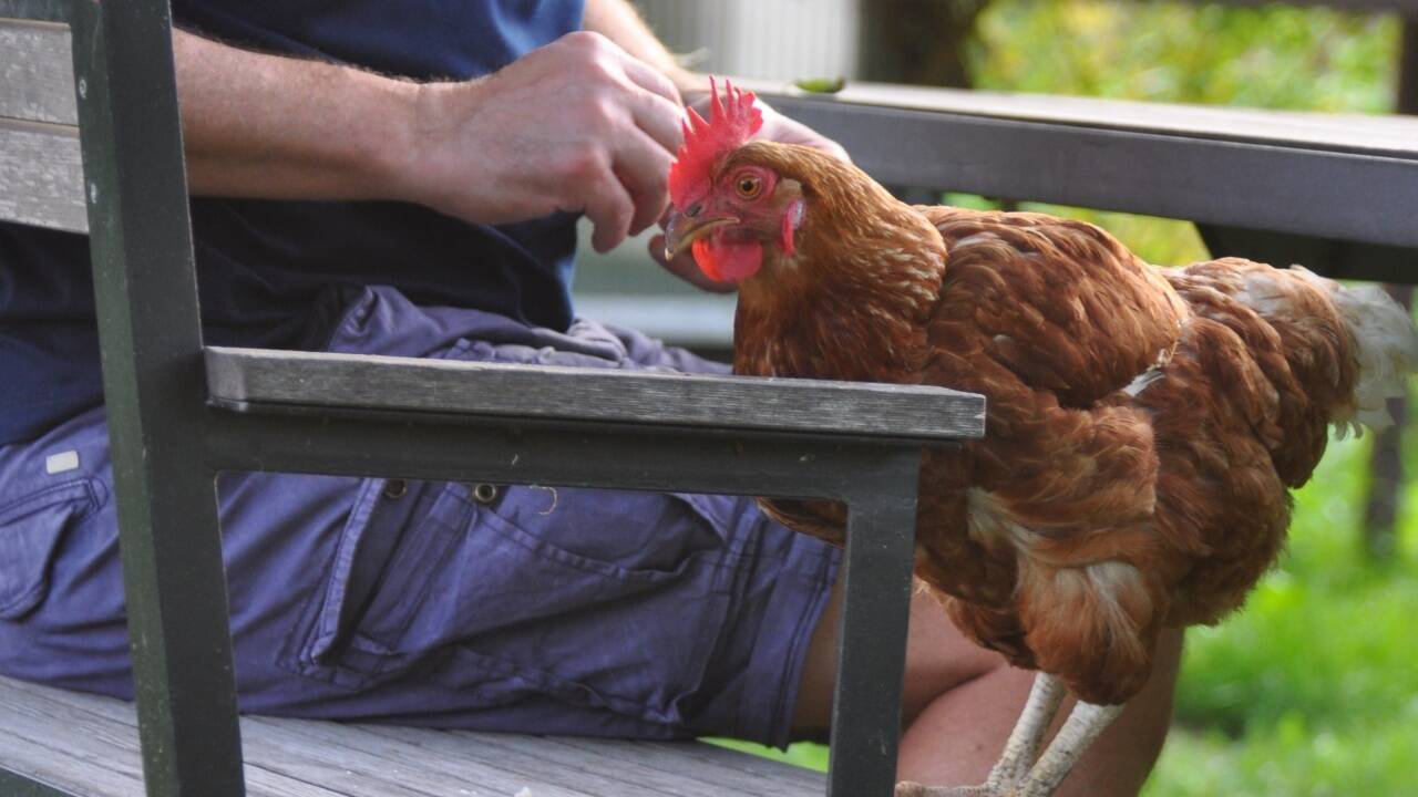 Hühner können sehr zutraulich werden und sogar Kunststückchen erlernen. Hühner können sehr zutraulich werden und sogar Kunststückchen erlernen.