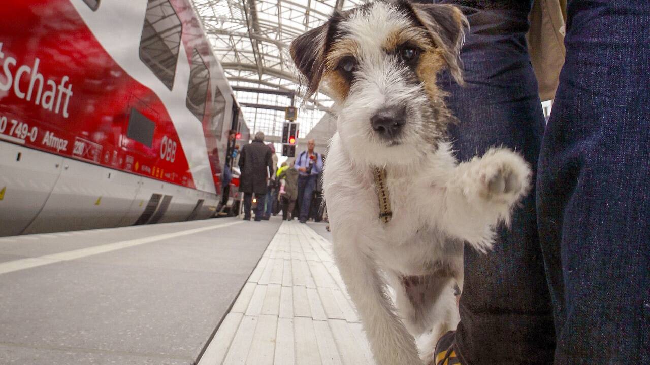 Für die Katz sollten die Öffis zum Nulltarif ohnehin nie sein – dafür haben nicht nur Herrl und Frauerl, sondern auch deren Hunde jeden Freitag freie Fahrt.  