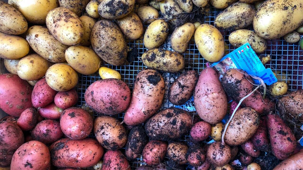 Kartoffel-Vielfalt aus dem eigenen Garten. Zu Beginn waren sie wegen ihrer Blüten nur Zierpflanzen.  