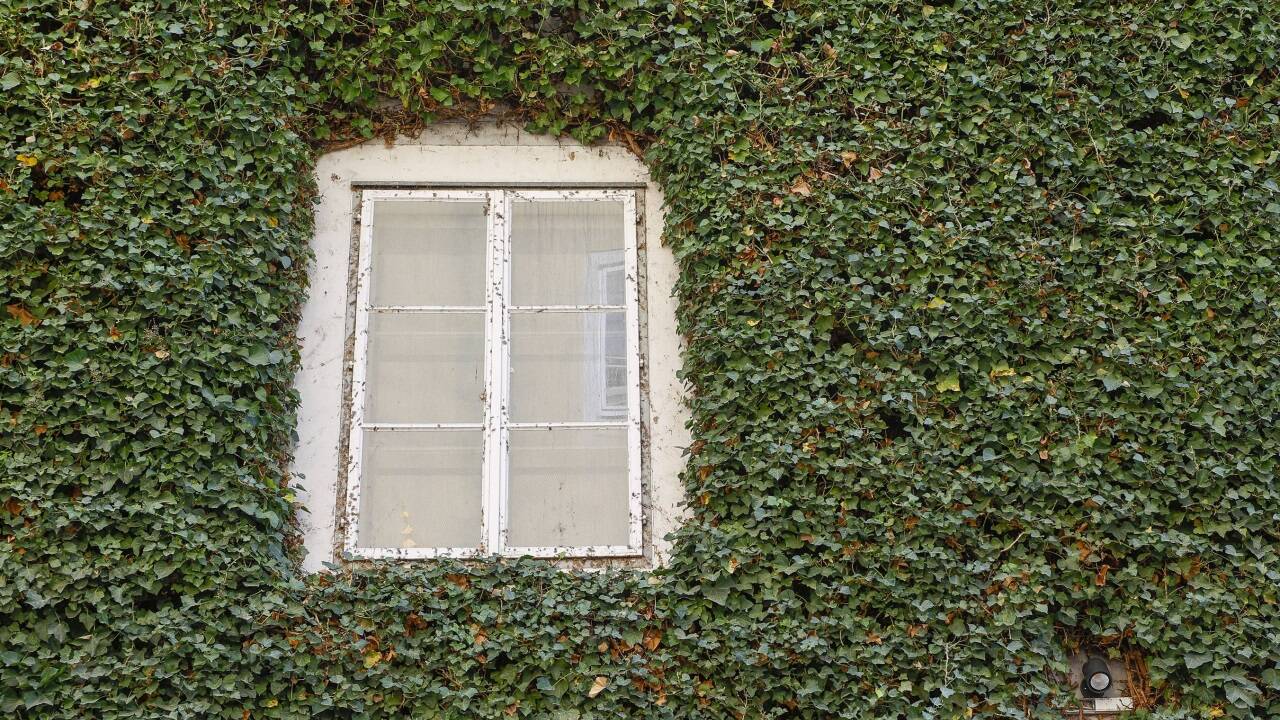 Eine der Fassaden im Innenhof des Rupertinums ist mit Efeu begrünt.  