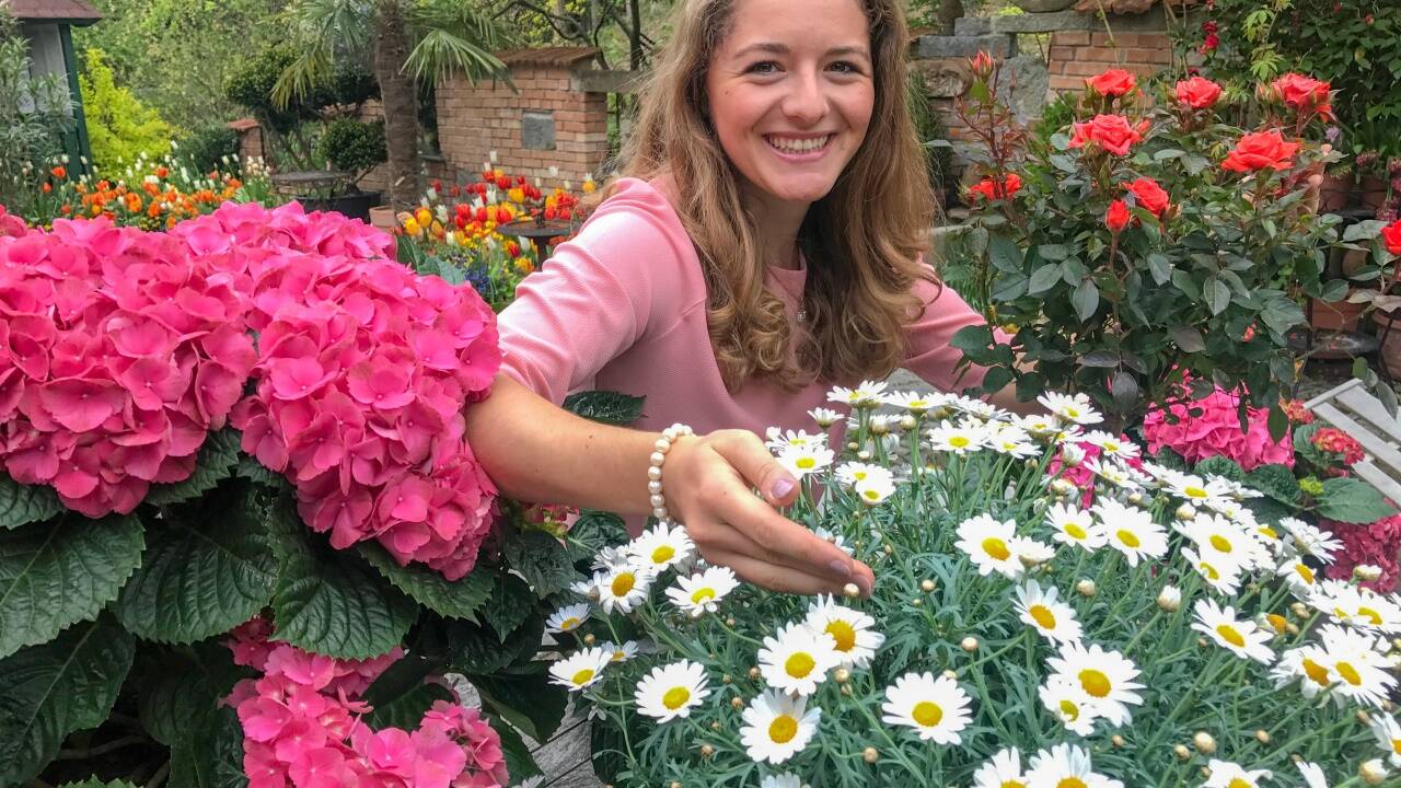Muttertagsblumen: Hortensien, Margeriten, Röschen. 