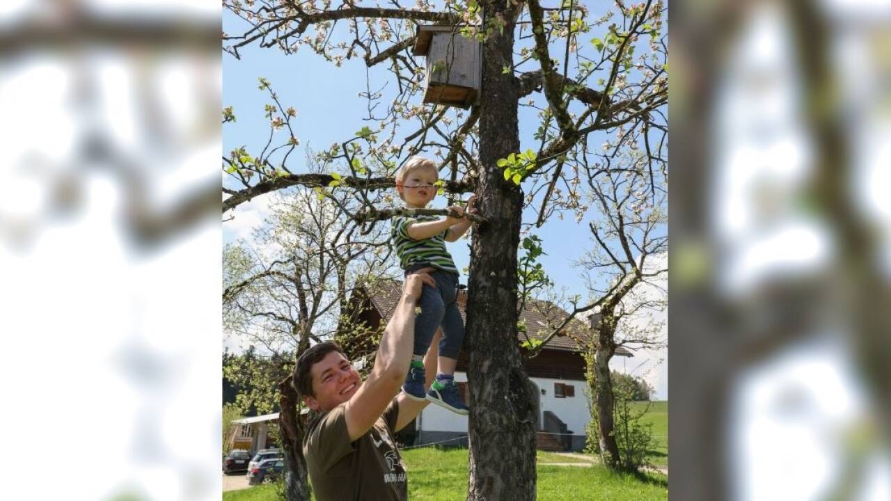 Zusammen mit seinem Vater schaut der 18 Monate alte Peter bei den fünf in den Obstbäumen angebrachten Nistkästen regelmäßig nach dem Rechten.  