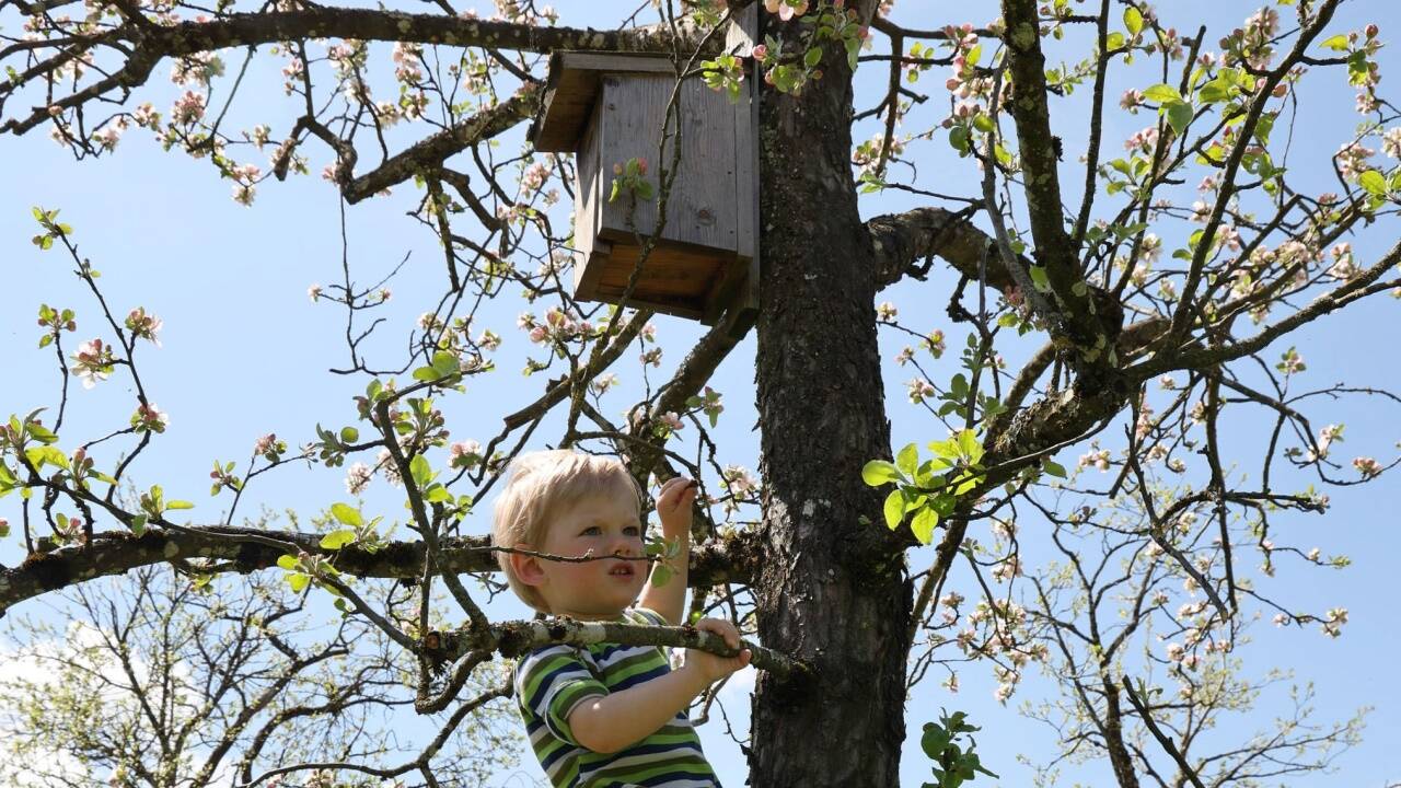 Zusammen mit seinem Vater schaut der 18 Monate alte Peter bei den fünf in den Obstbäumen angebrachten Nistkästen regelmäßig nach dem Rechten.  