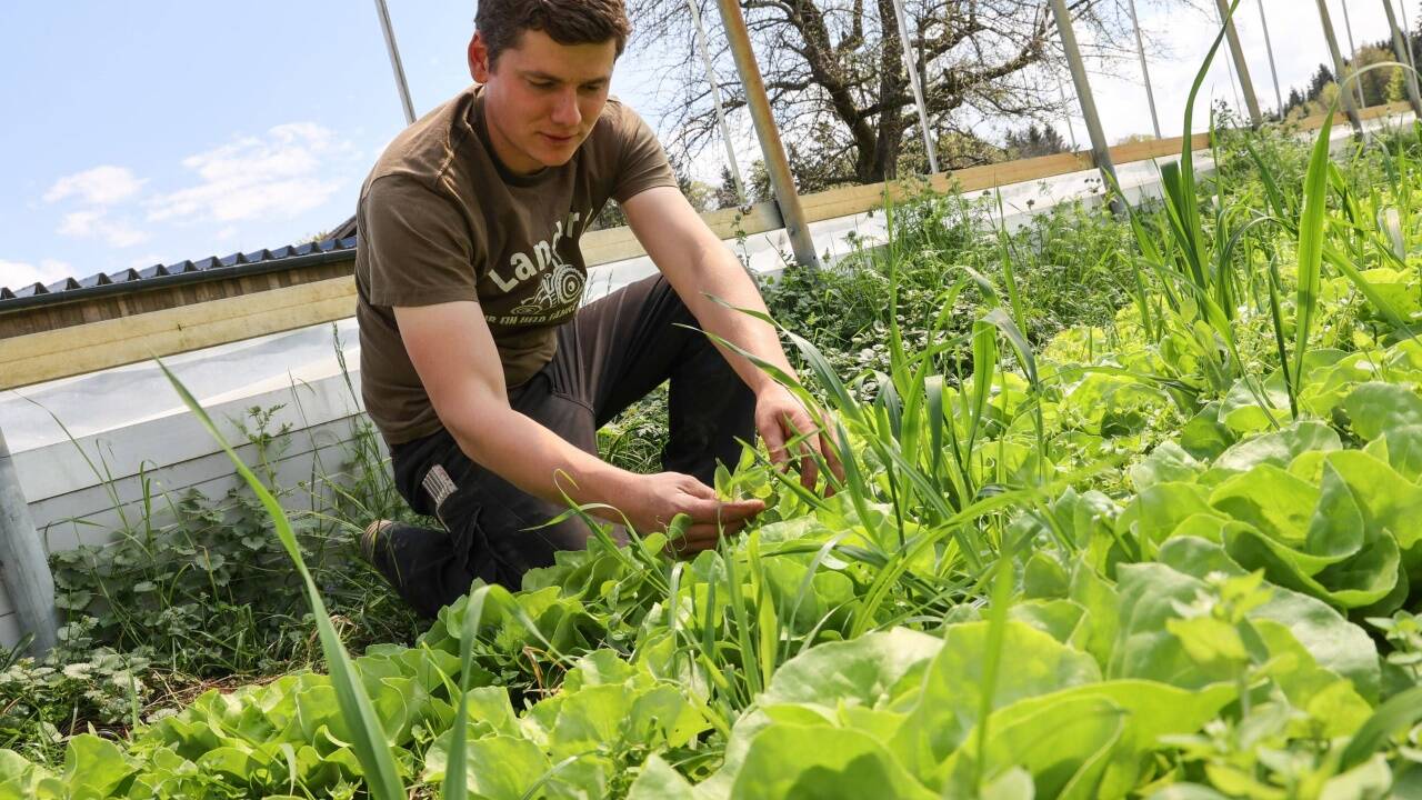 Unter der Erde im Folienhaus arbeiten Mikroorganismen, zwischen den Salaten sprießen Haferpflanzen und Leguminosen. 