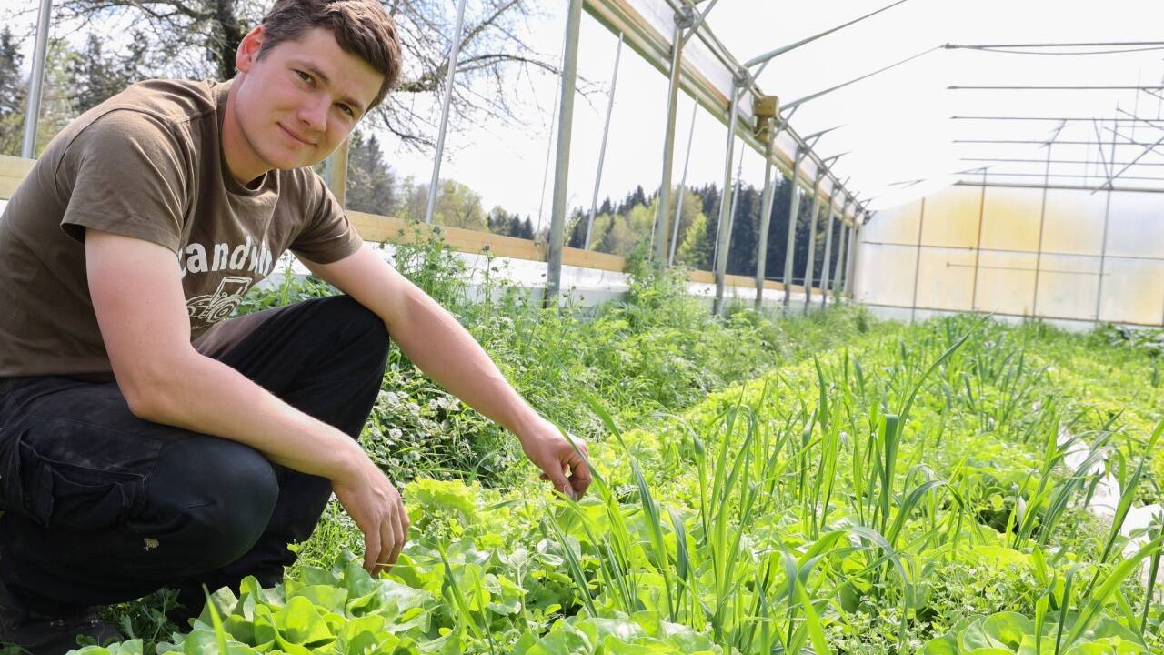 Unter der Erde im Folienhaus arbeiten Mikroorganismen, zwischen den Salaten sprießen Haferpflanzen und Leguminosen. 