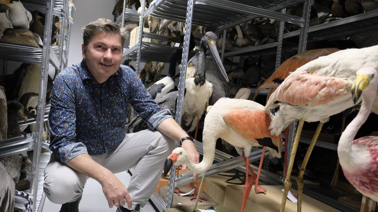 Robert Lindner umgeben von mehr als 2000 ausgestopften Vögeln im Depot des Hauses der Natur. Der Biologe übernimmt ab 1. Juli die Leitung des Museums in Salzburg. 