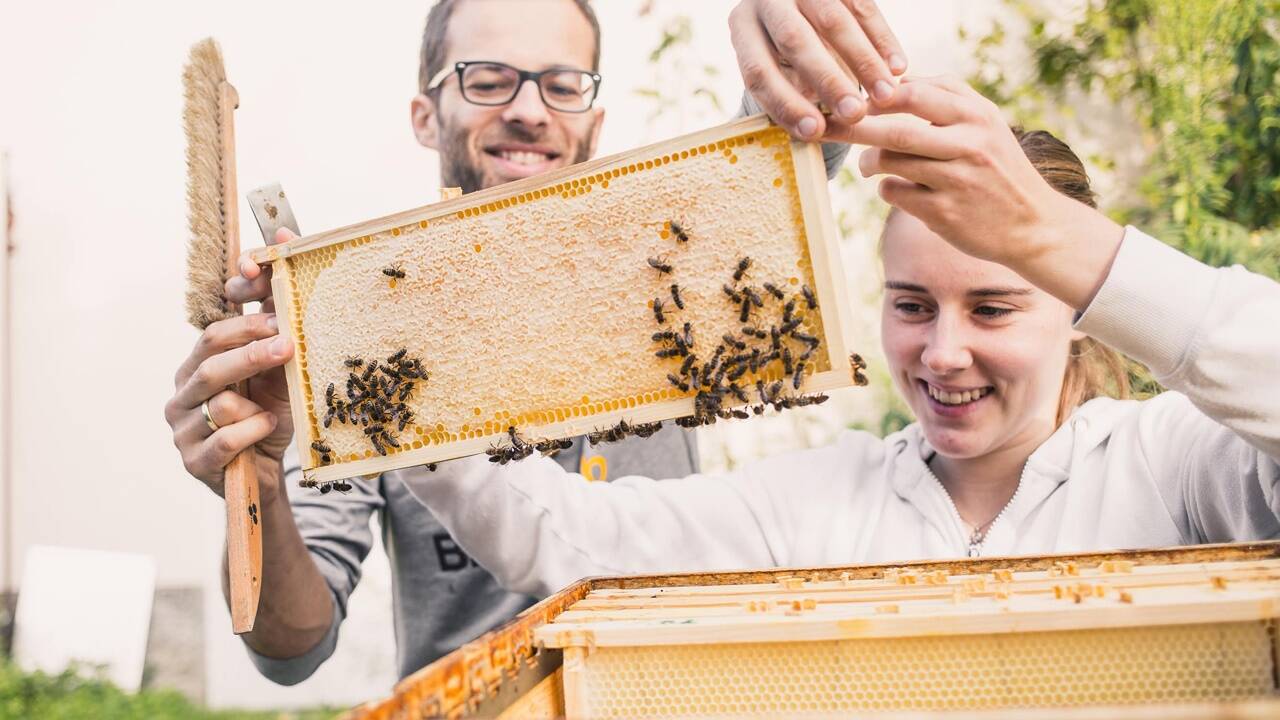 Ab Juni ist es so weit: Der Honig kann geerntet werden. Sind die Bienen beruhigt worden, können die Rahmen entnommen werden.  
