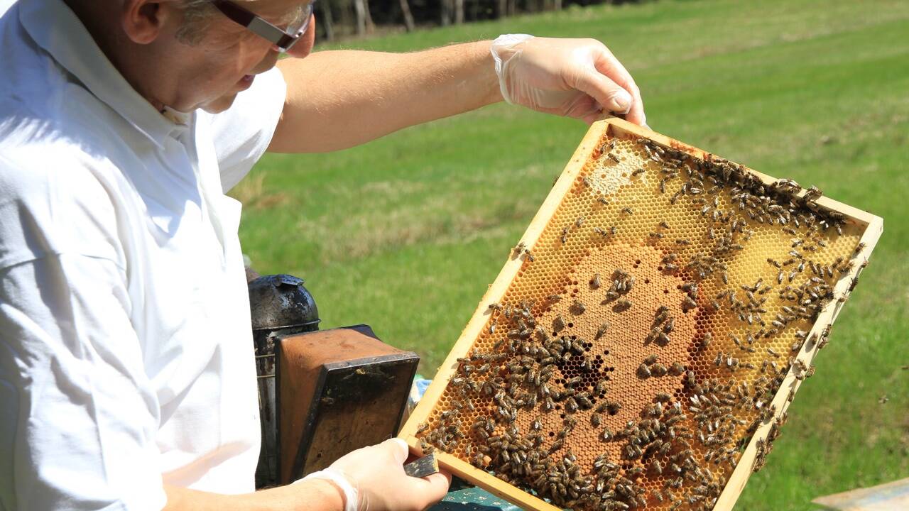 Johann Puttinger forscht an der Wirkung von Bienenprodukten.  