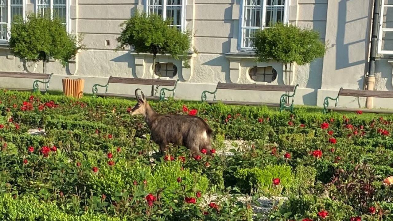 Mittwochfrüh im Mirabellgarten in Salzburg ... 